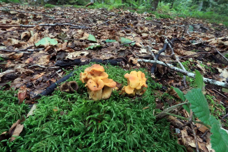 Cantharellus ianthinoxanthus 1 - IMG_6371